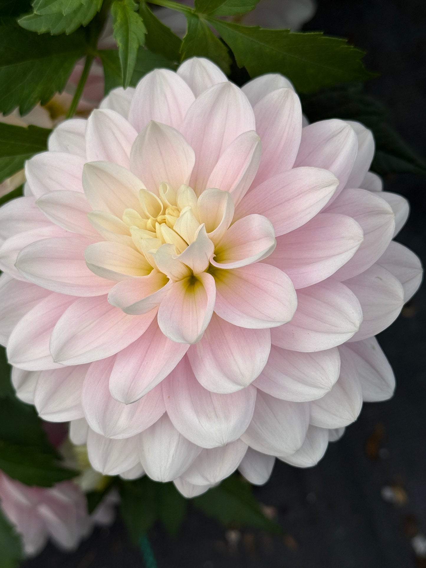 Bracken Ballerina Rooted Cuttings