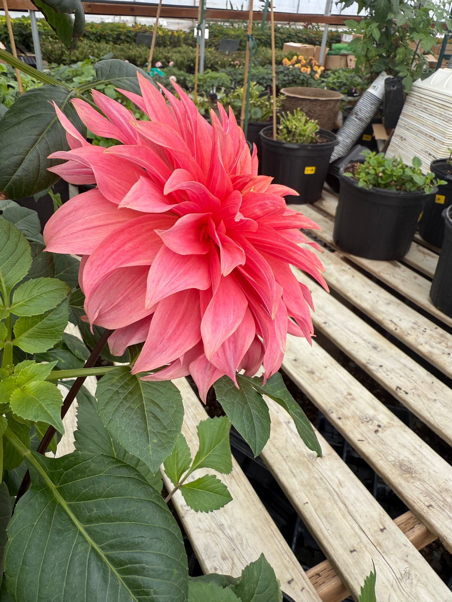 Carlos Watermelon Rooted Cuttings