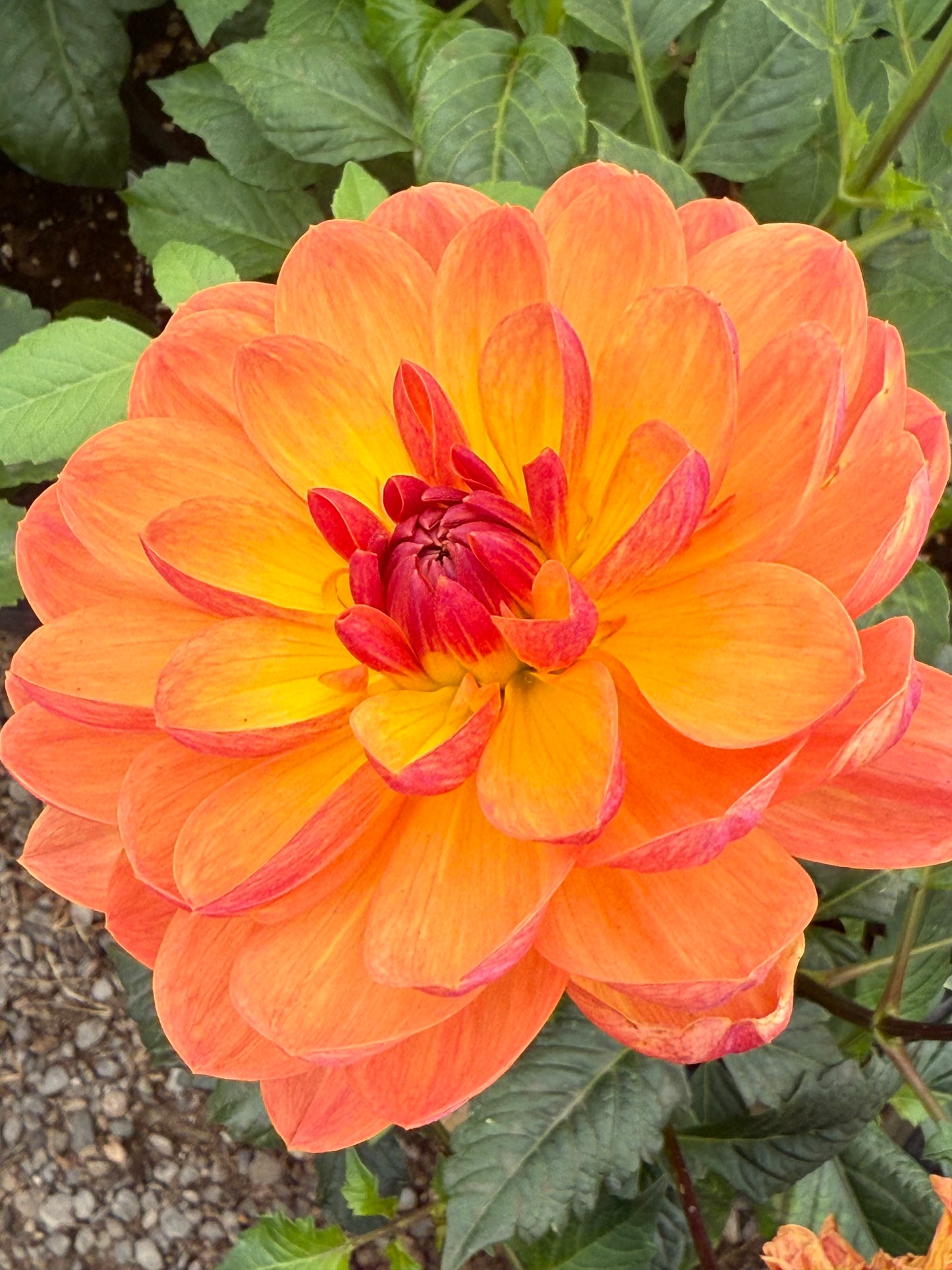 GFF Butterscotch Rooted Cuttings