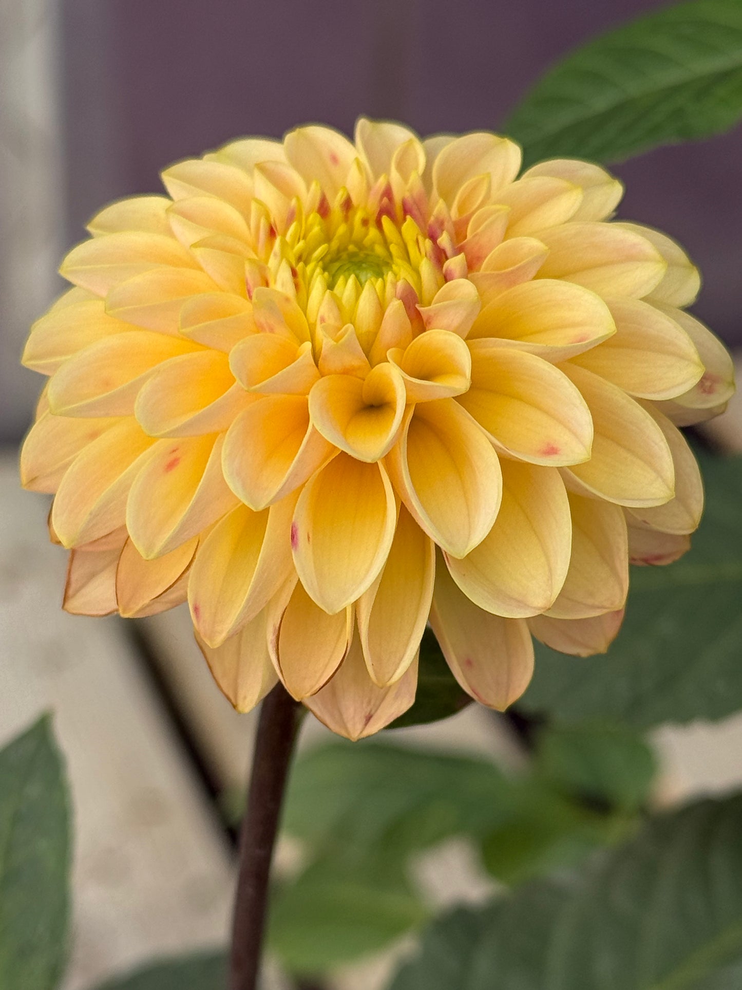 Hapet Cheddar Rooted Cuttings