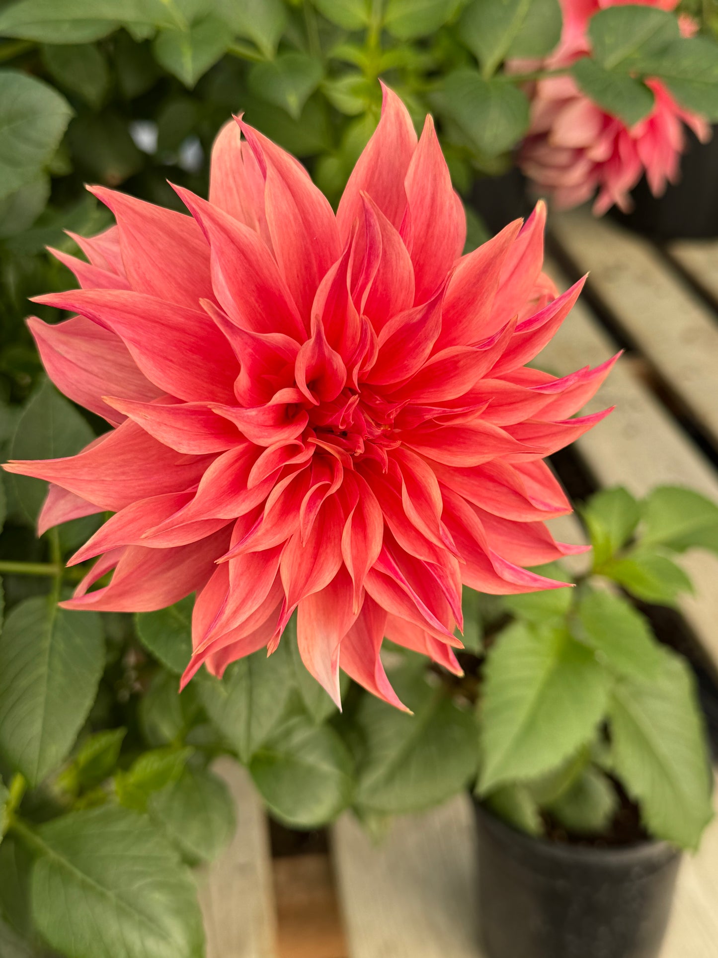 Carlos Watermelon Rooted Cuttings