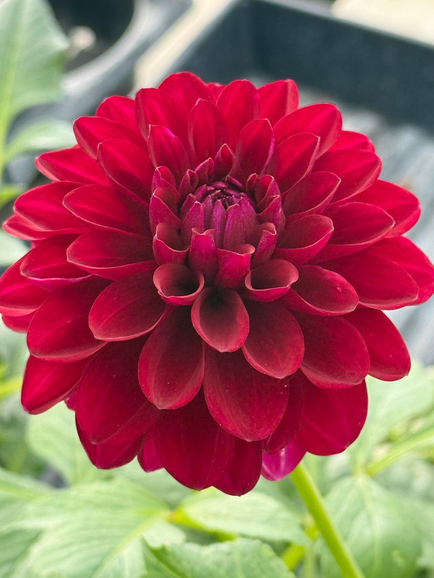 Barbarry Aloha Rooted Cuttings