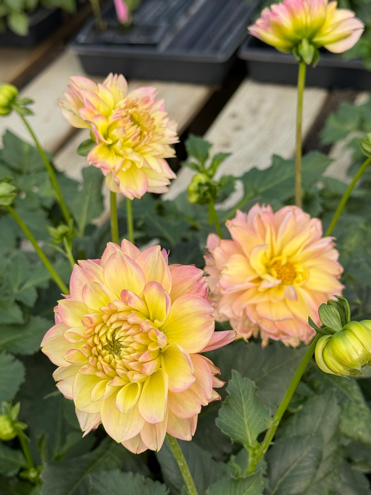 Rosemary Webb Rooted Cuttings