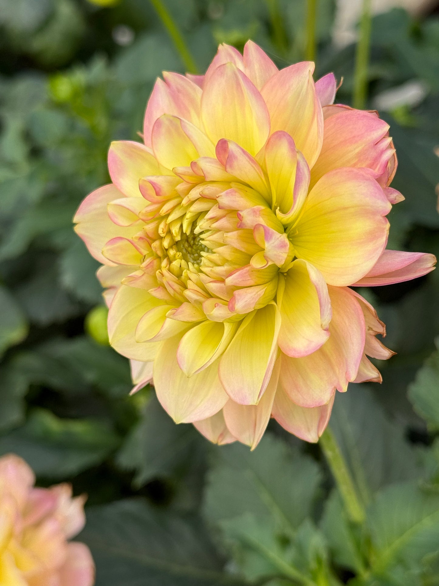 Rosemary Webb Rooted Cuttings