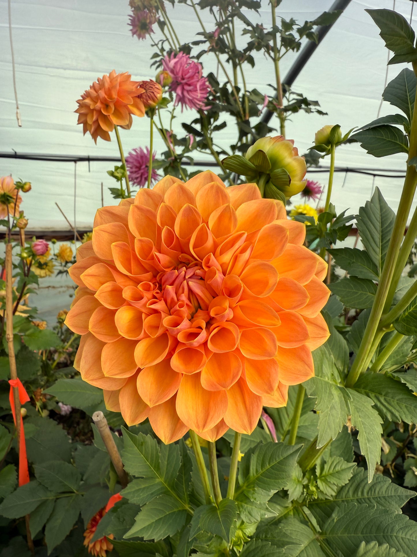 Lee’s Cheddar Check Rooted Cutting