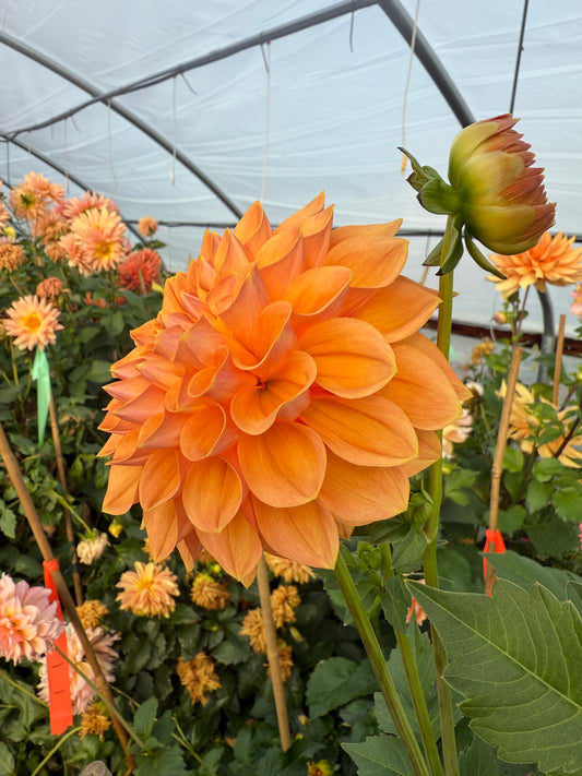 Lee’s Cheddar Check Rooted Cutting