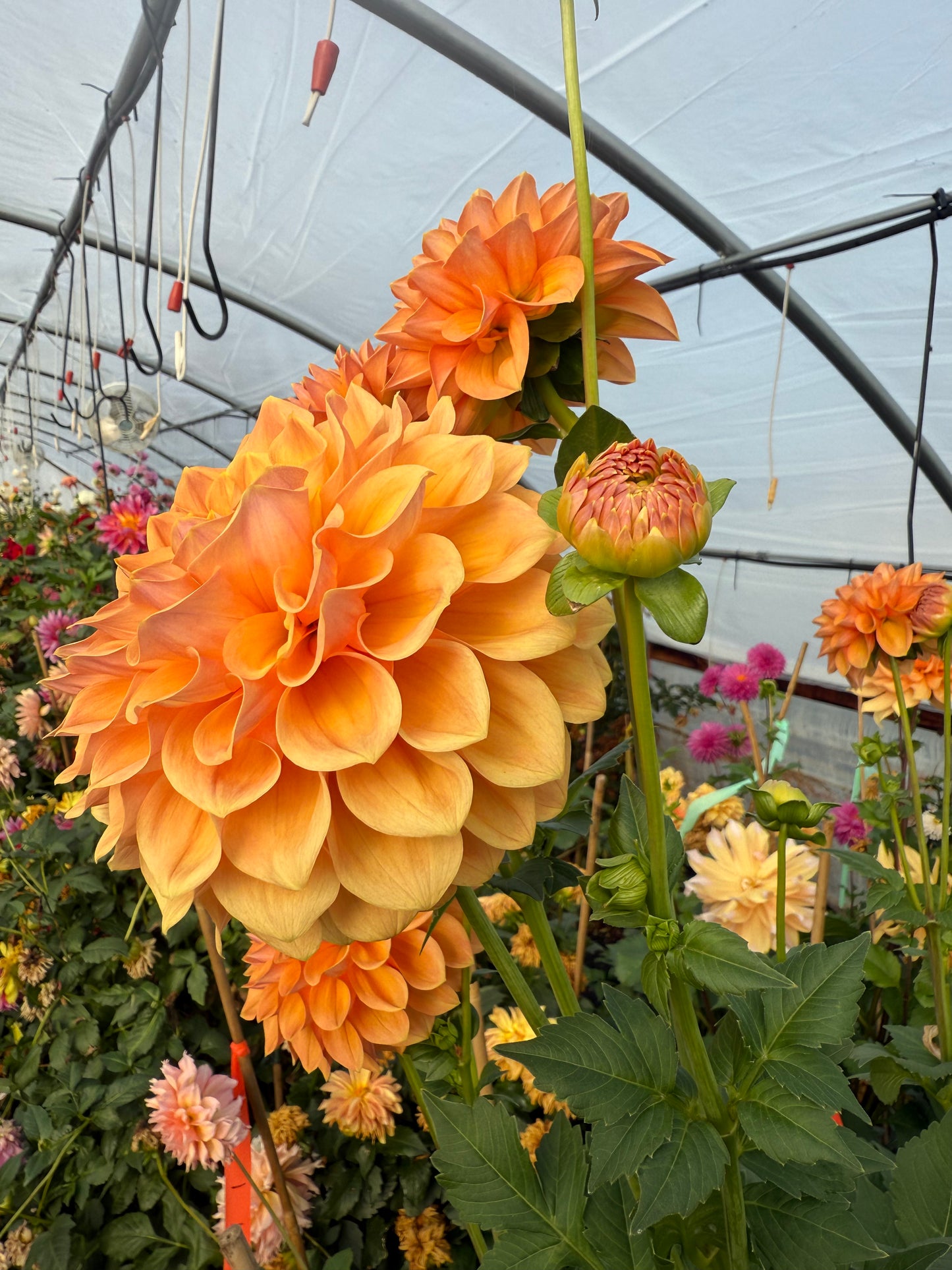 Lee’s Cheddar Check Rooted Cutting