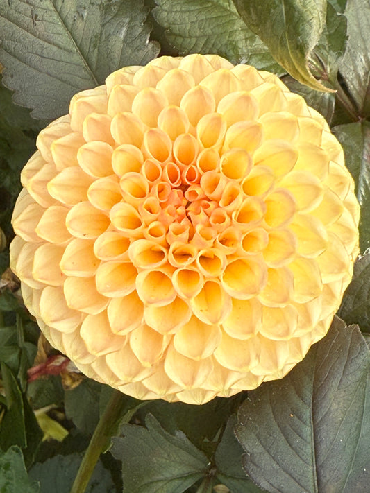 KA’s® Honeycomb Rooted Cuttings