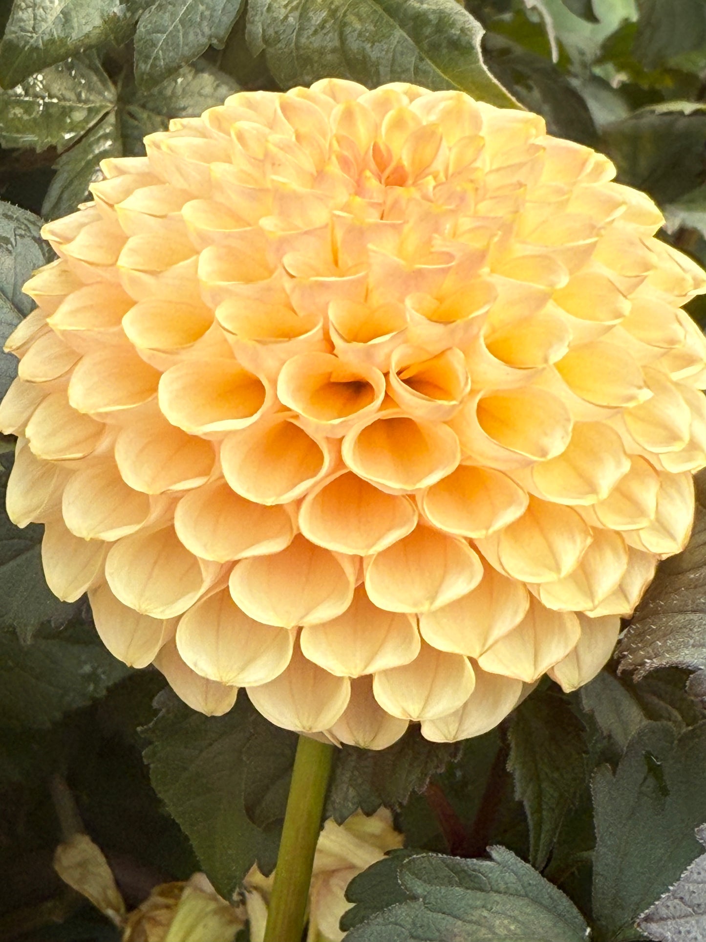 KA’s® Honeycomb Rooted Cuttings