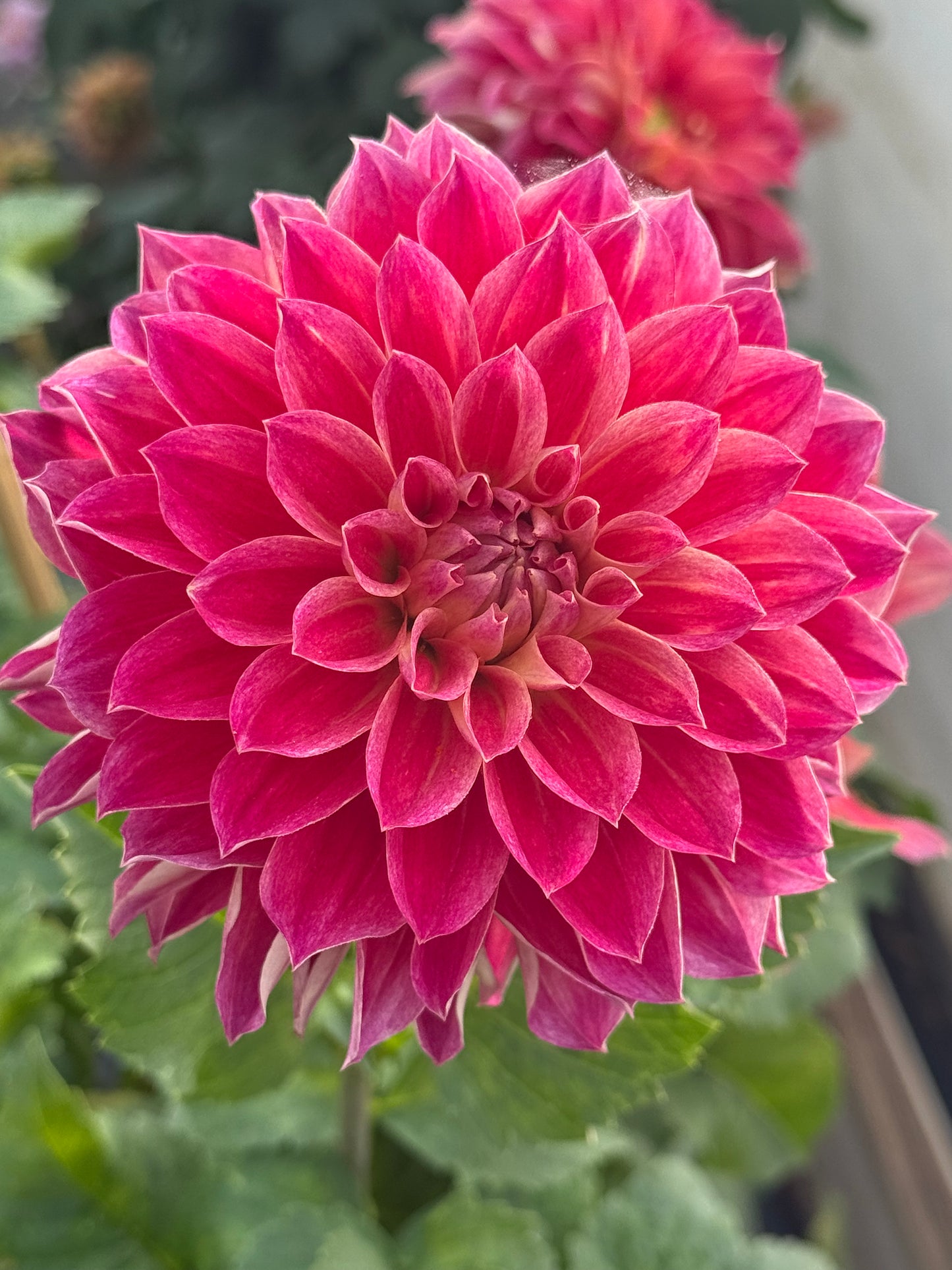 Hapet Cinderella Rooted Cuttings