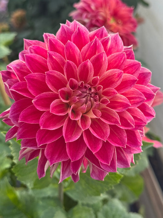 Hapet Cinderella Rooted Cuttings