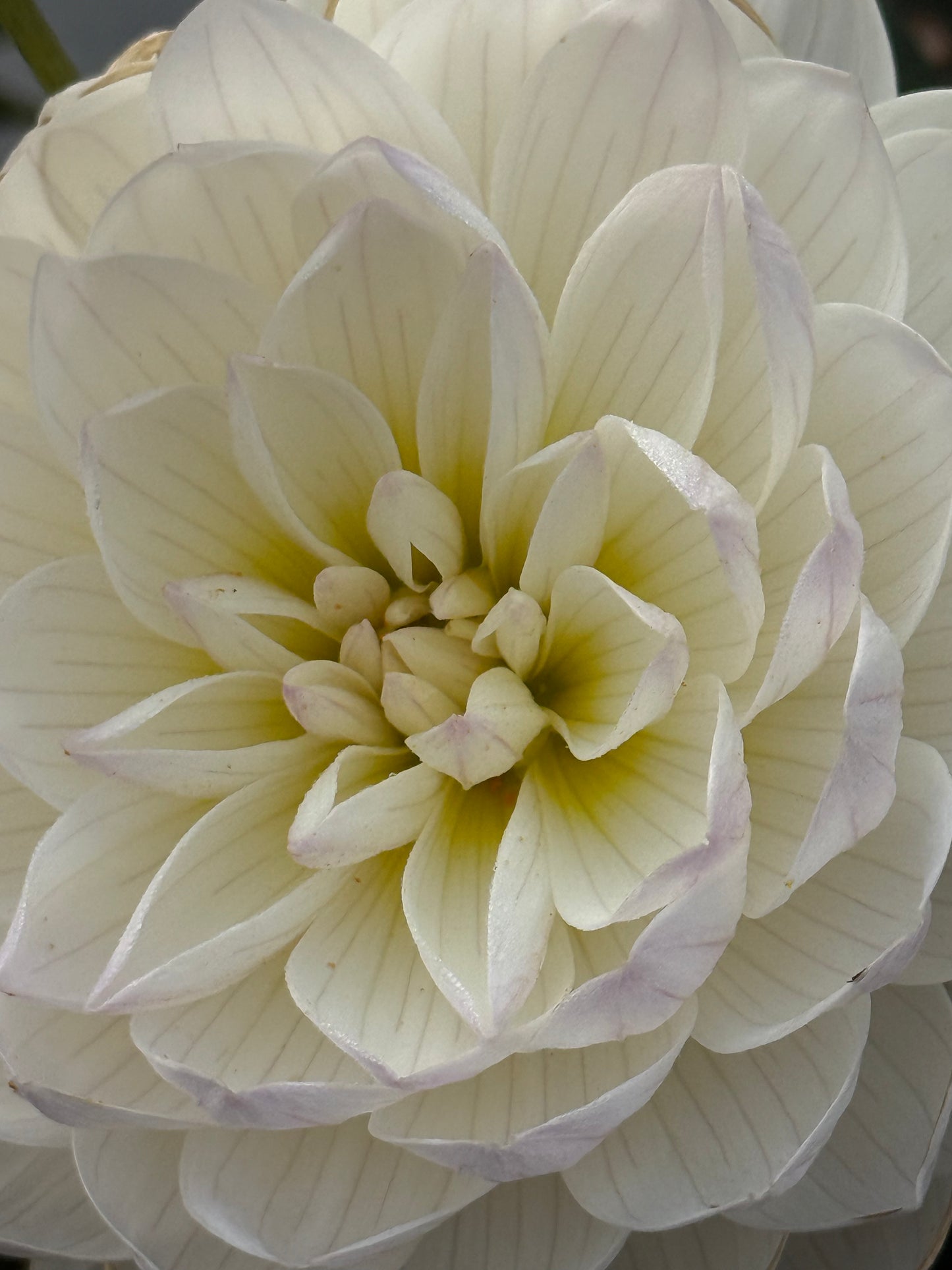 Hollyhill Lilibet  Rooted Cuttings