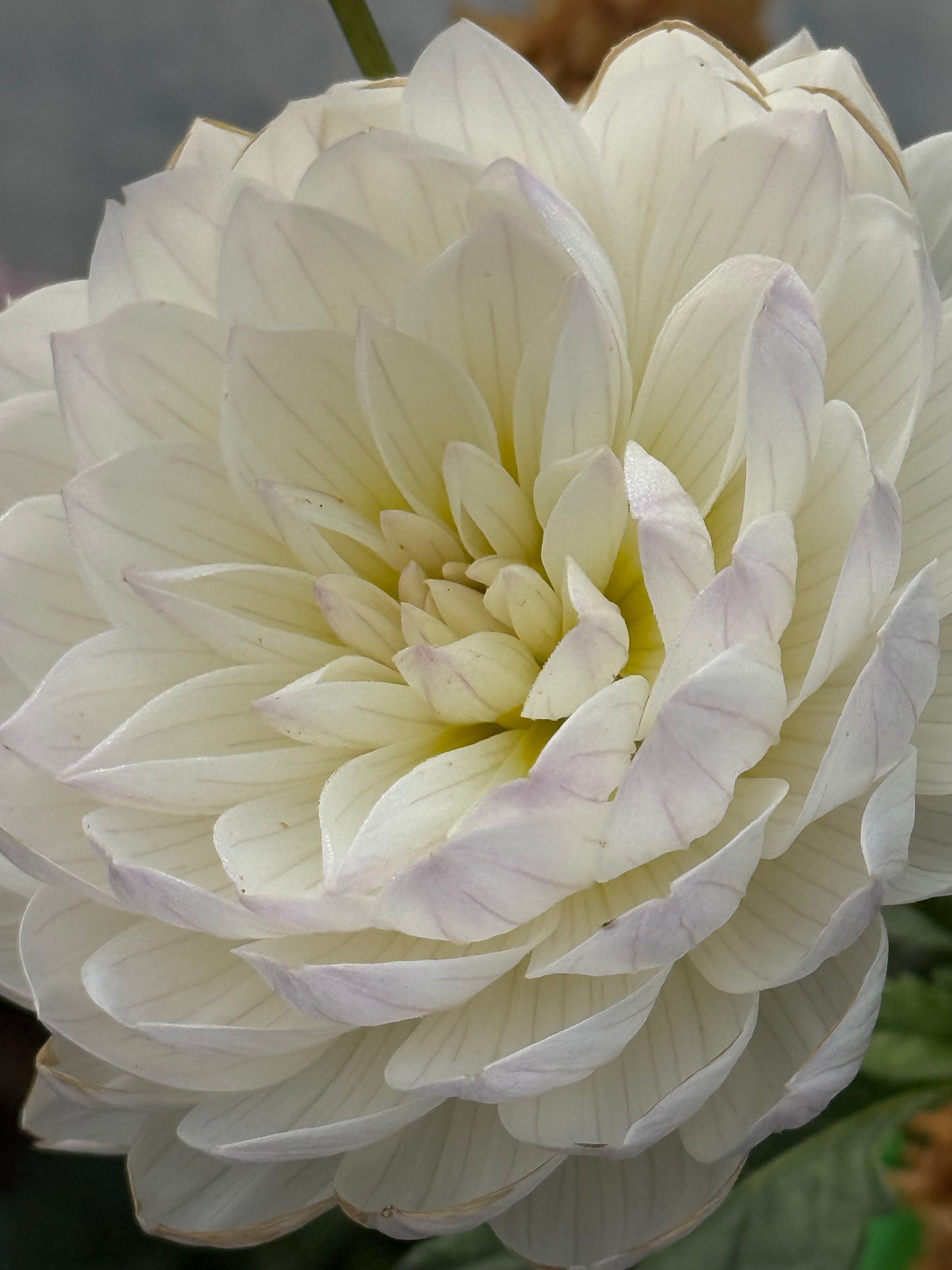 Hollyhill Lilibet  Rooted Cuttings