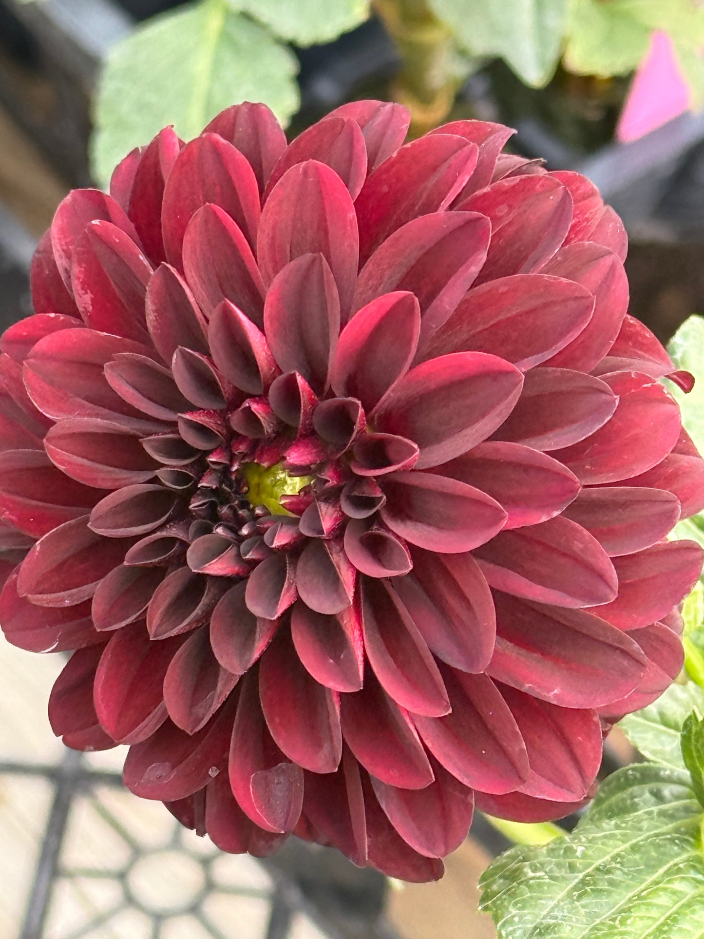 Czarny Charakter  Rooted Cuttings