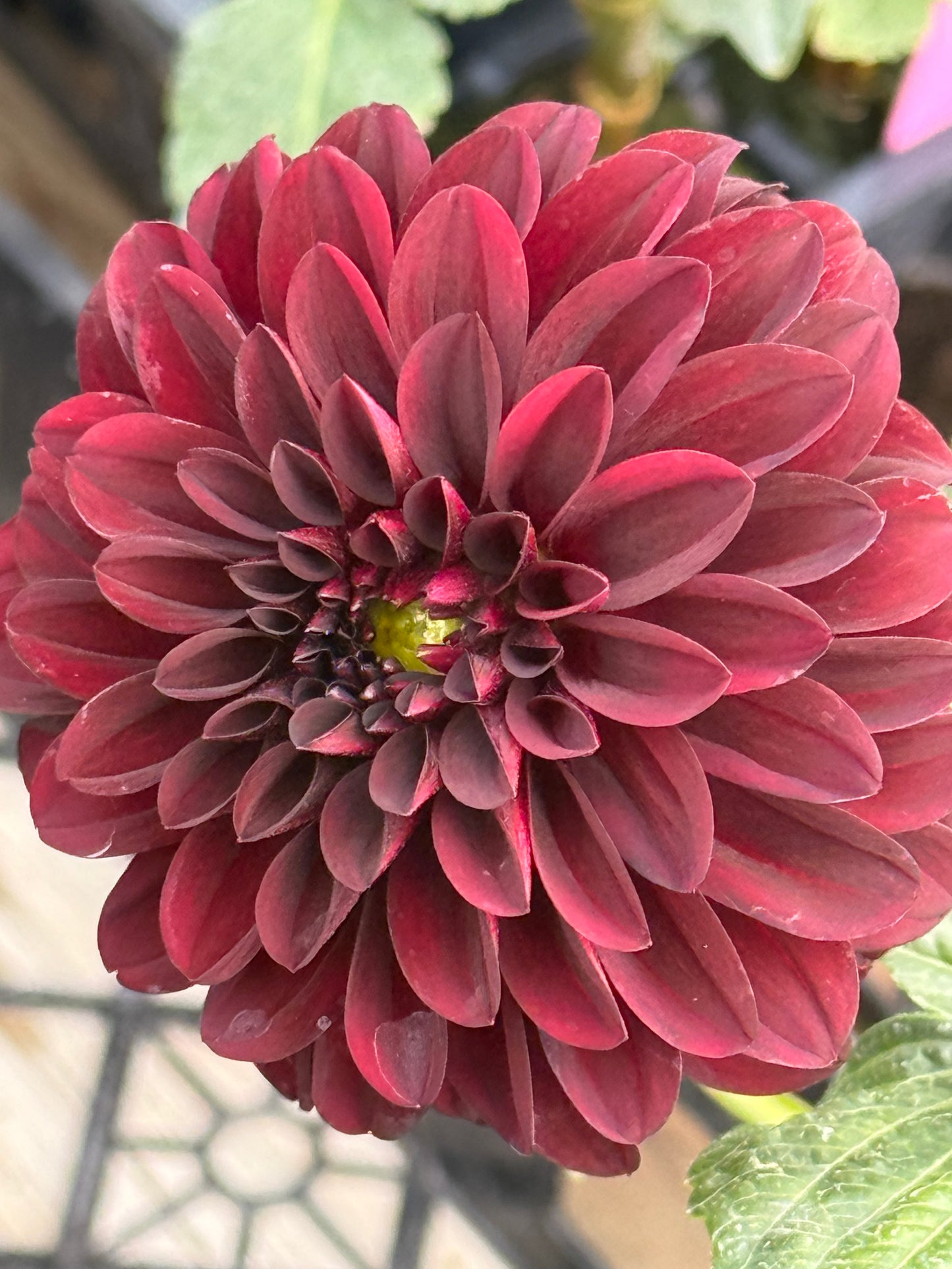 Czarny Charakter  Rooted Cuttings