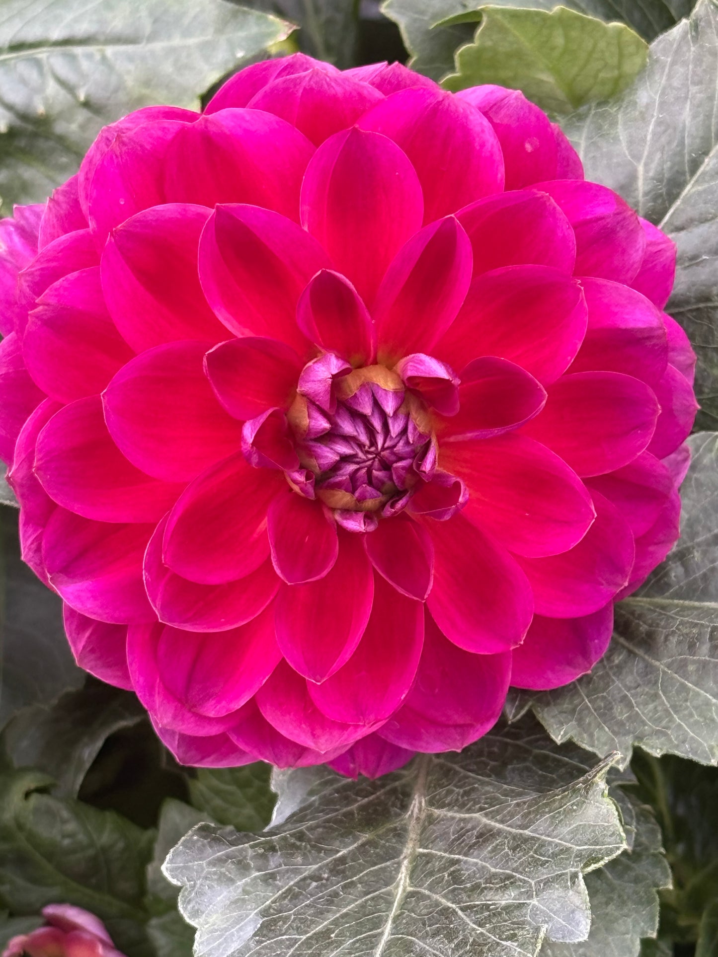 Sandia Nocturne Rooted Cuttings