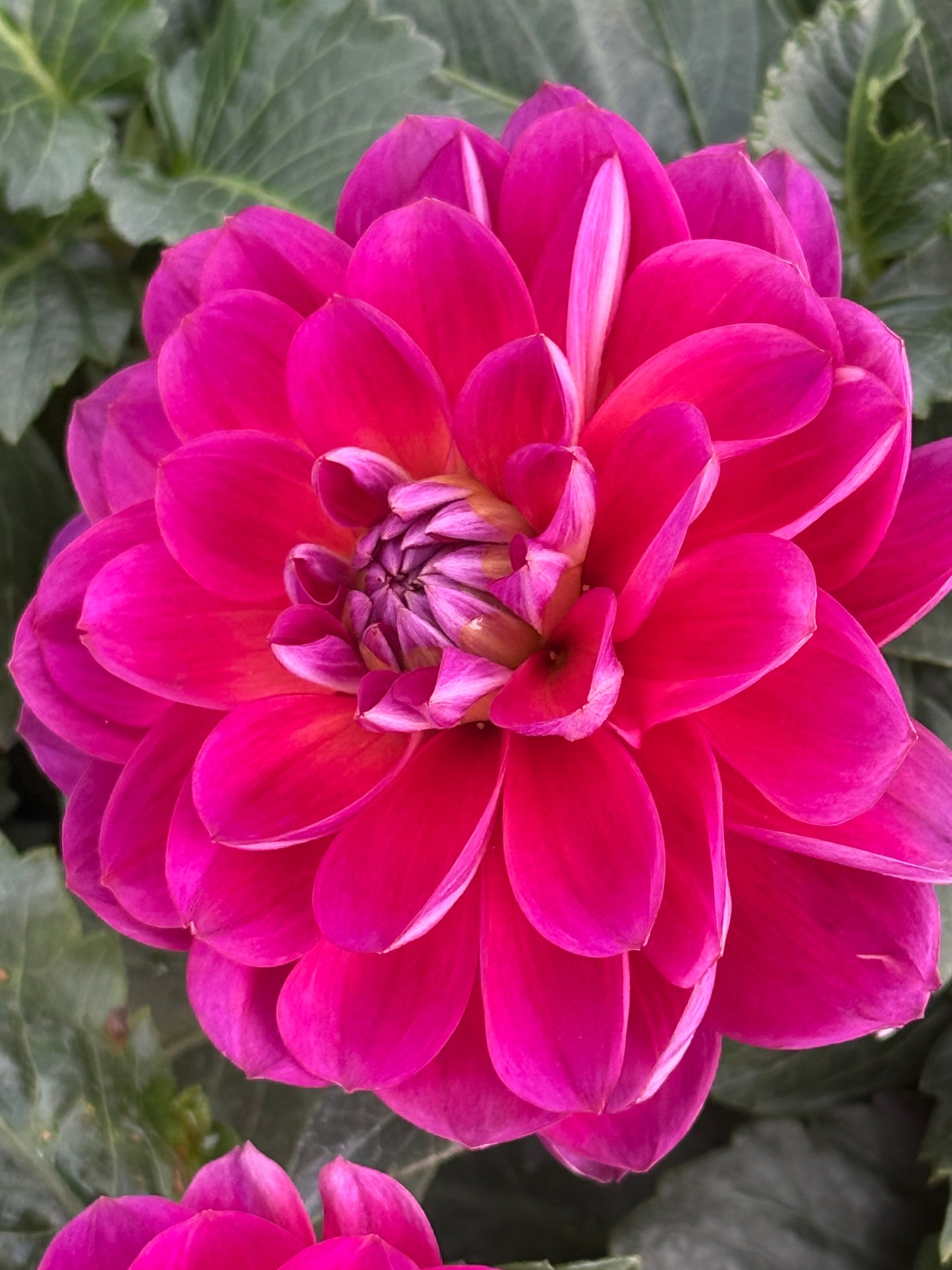 Sandia Nocturne Rooted Cuttings