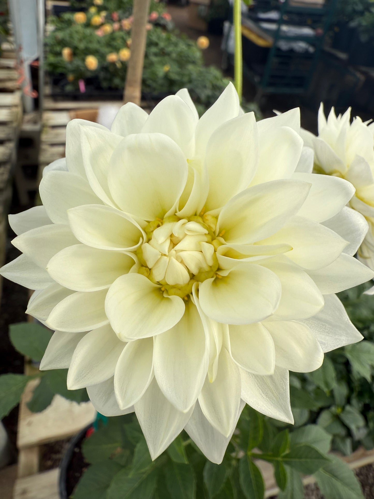 Coorabell Snowflake  Rooted Cuttings Shipping Apr 1 - May 15