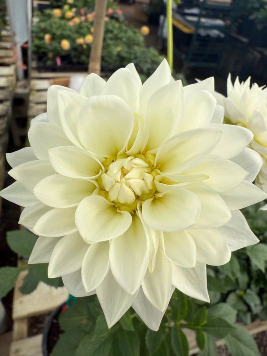Coorabell Snowflake  Rooted Cuttings Shipping Apr 1 - May 15