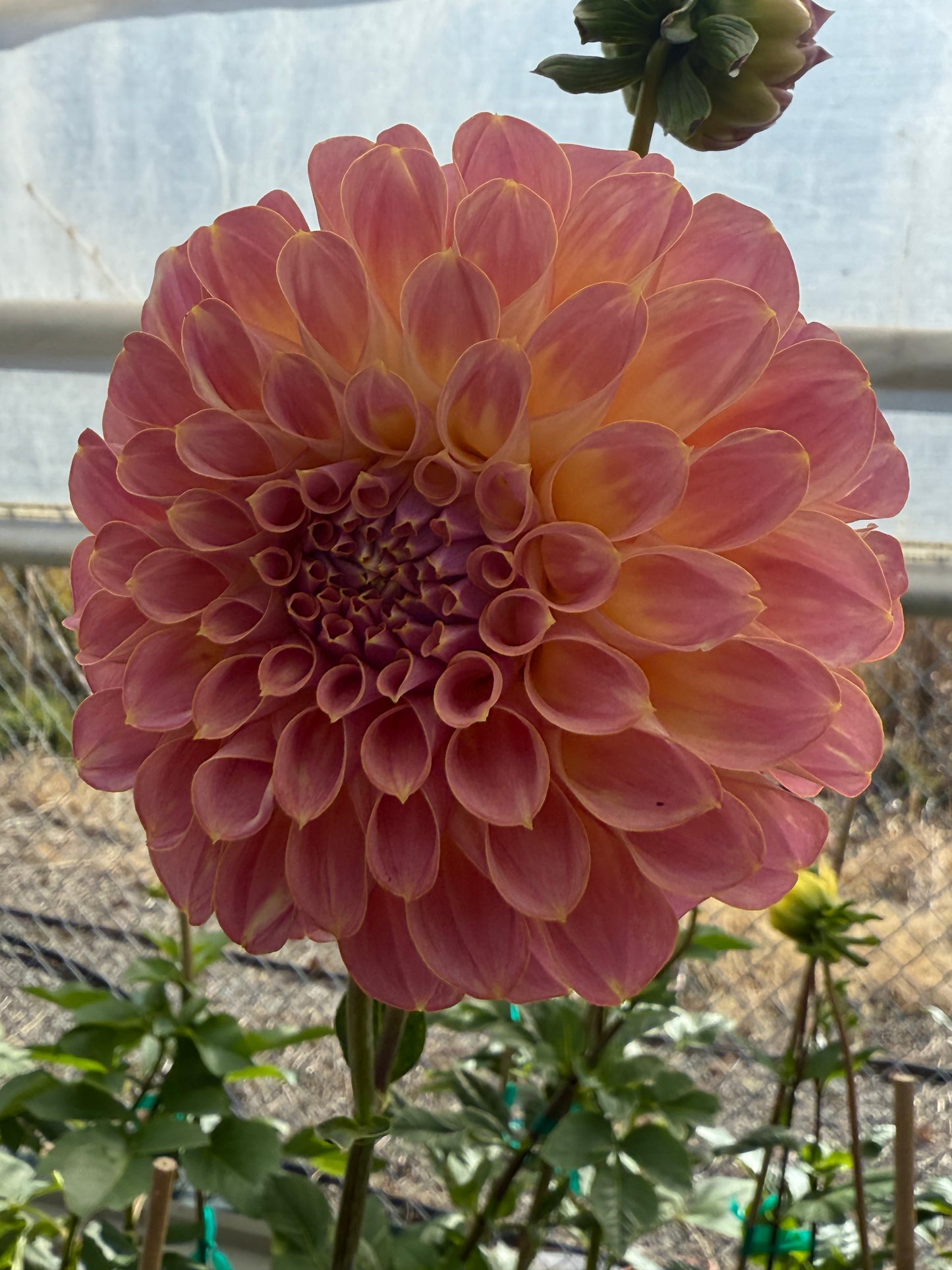 Coorabell Moonglow Rooted Cutting