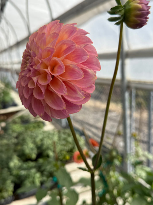 Coorabell Moonglow Rooted Cutting