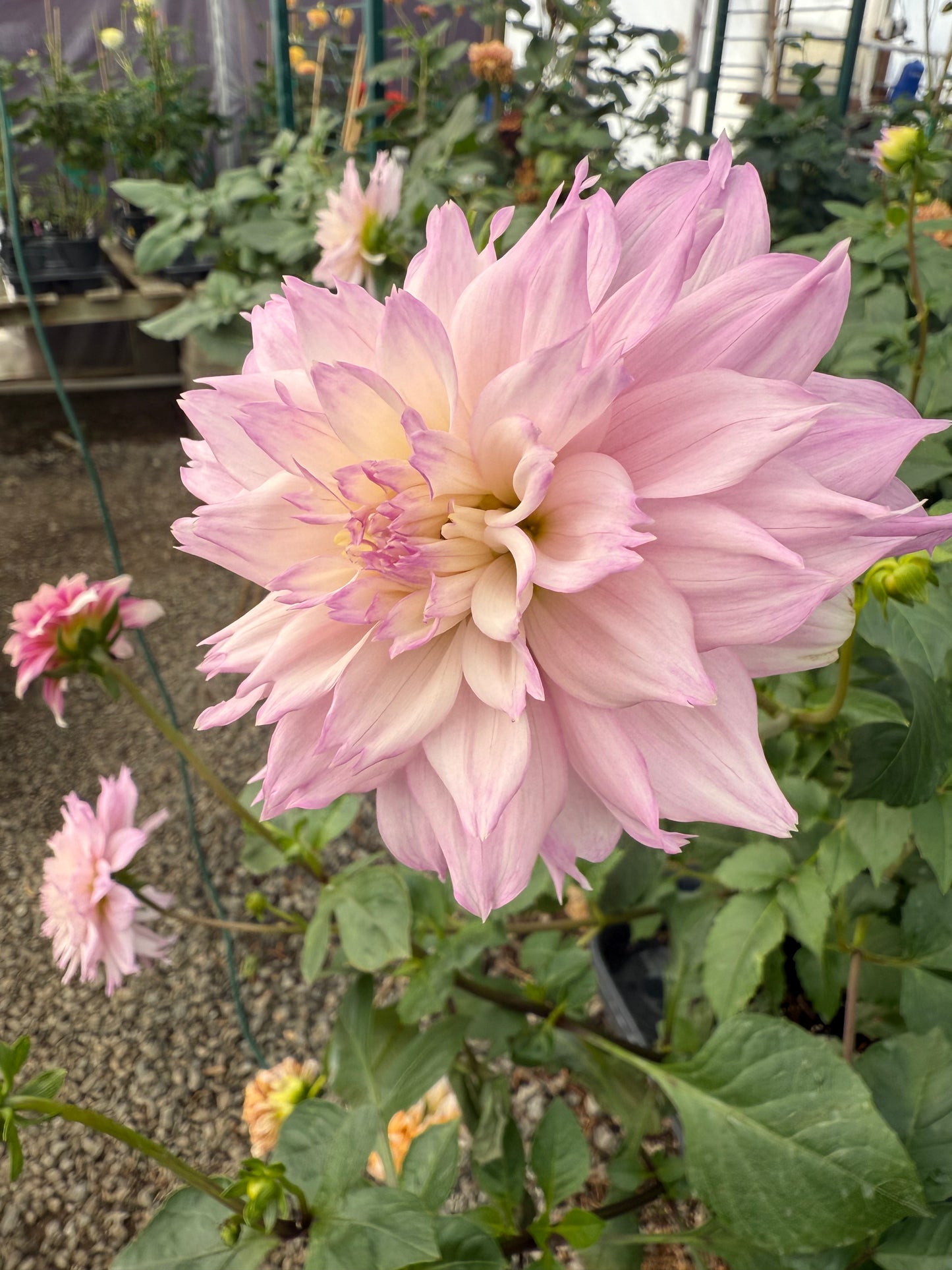 Lee's Queen Pueta Rooted Cuttings