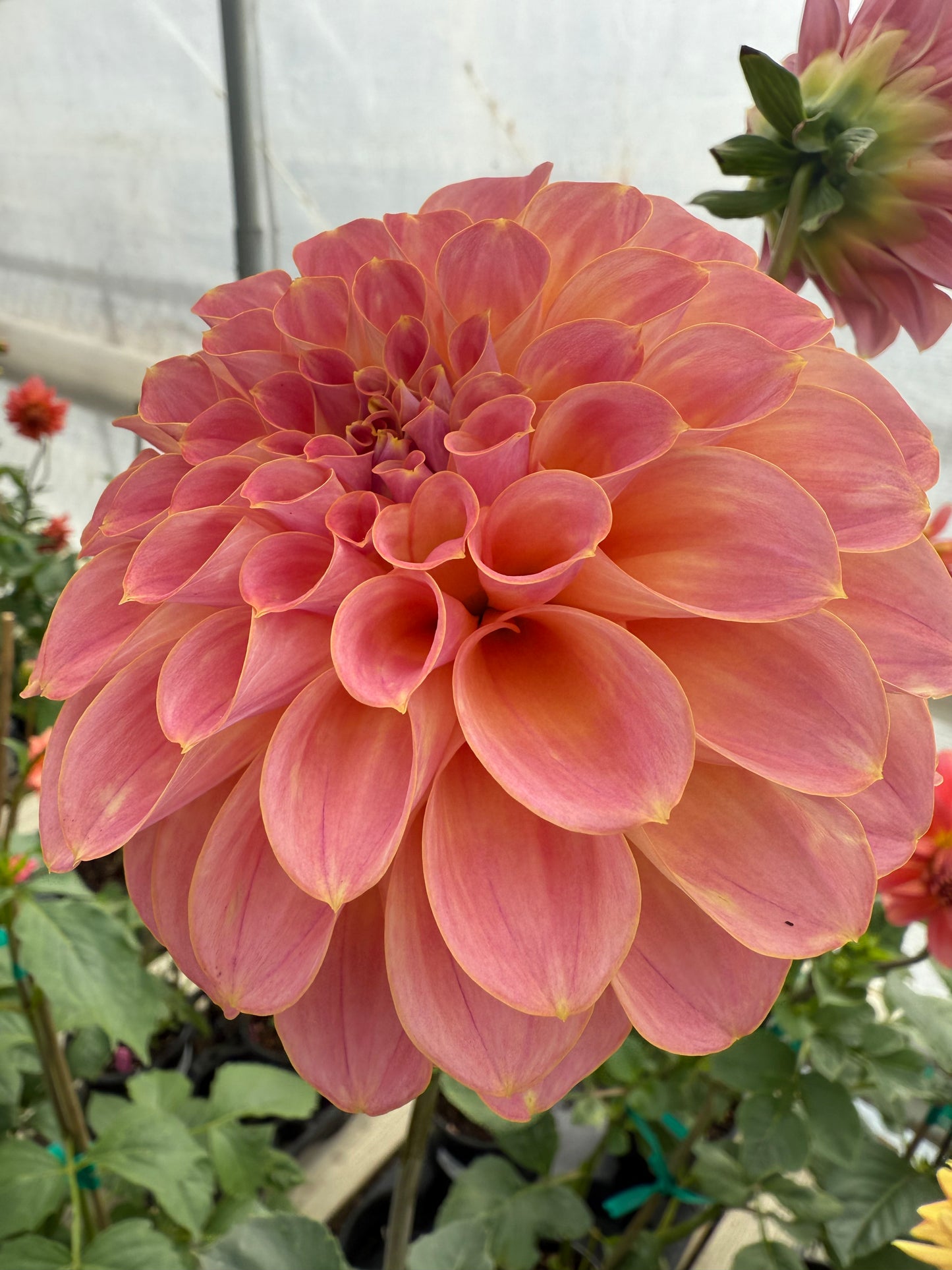 Coorabell Moonglow Rooted Cutting