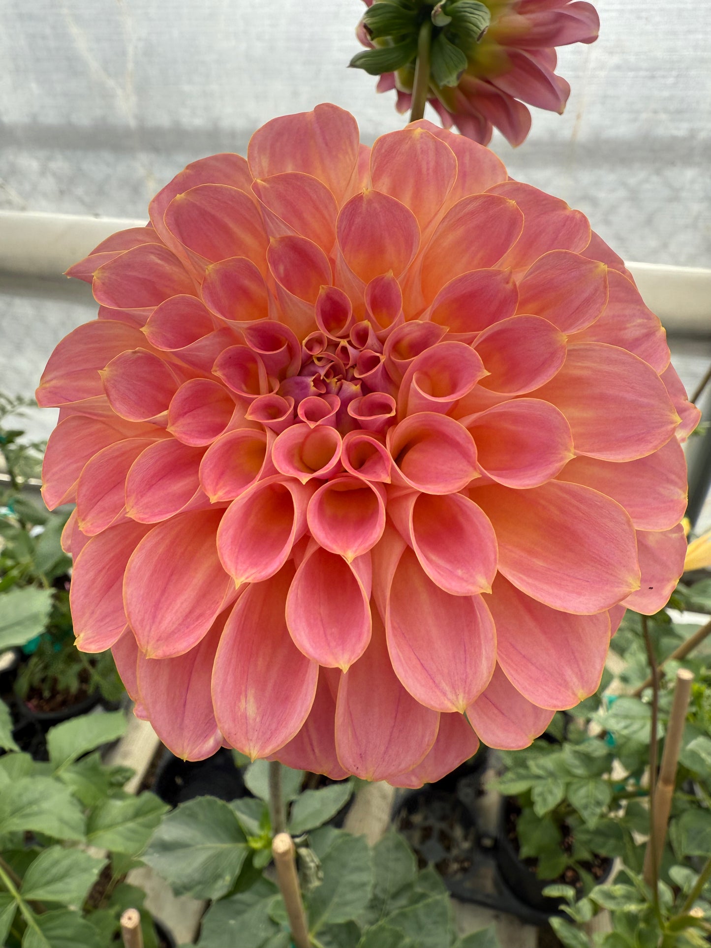 Coorabell Moonglow Rooted Cutting