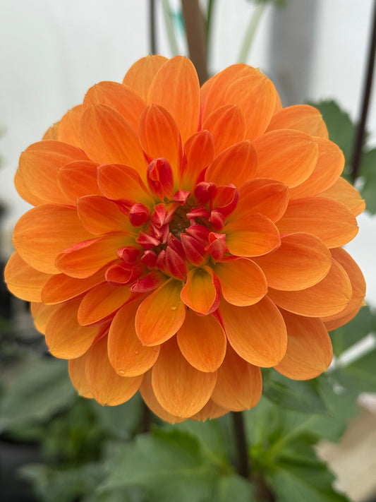 WD Millie Rooted Cuttings