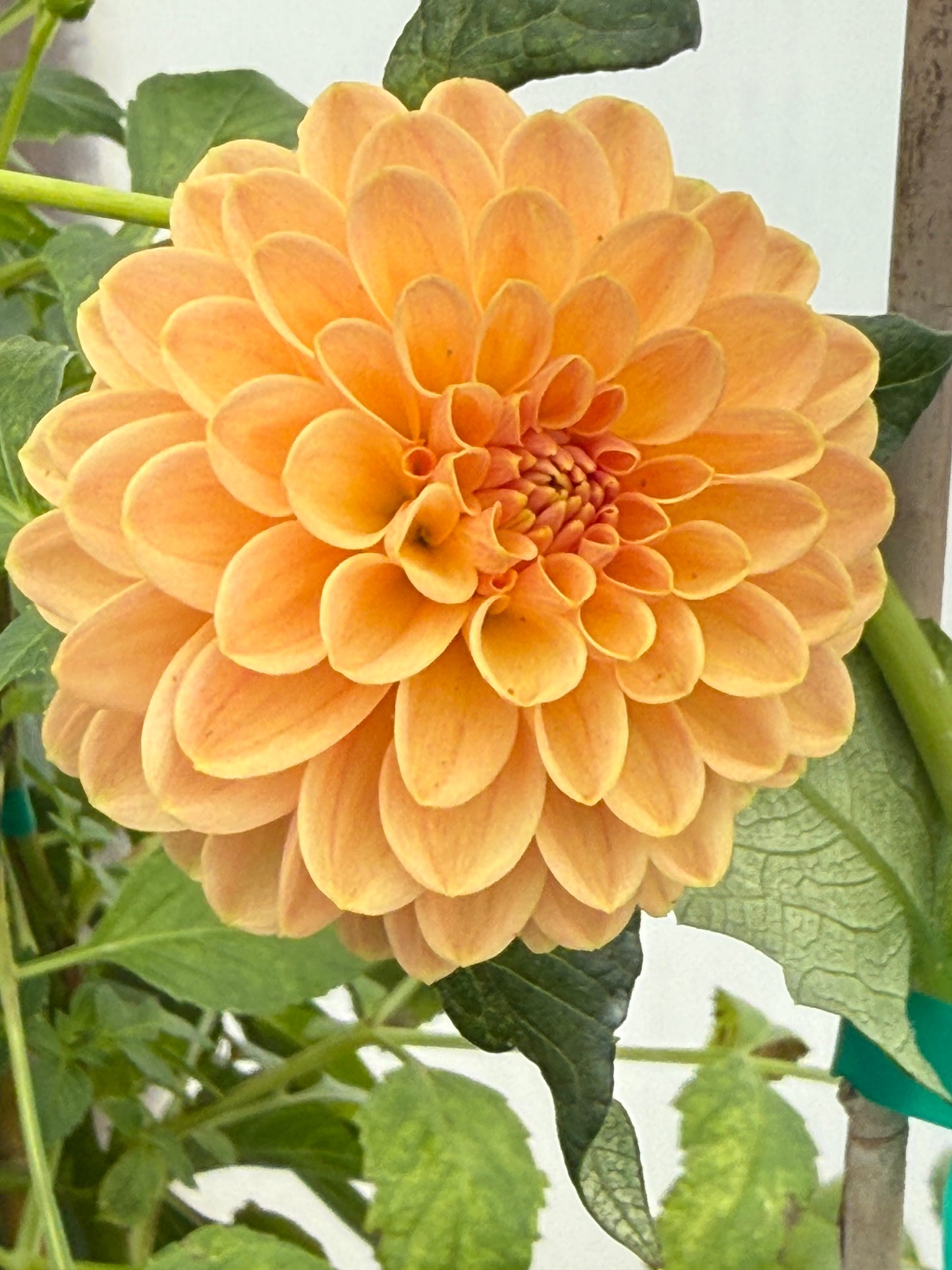 Verrone's Socrates Rooted Cuttings