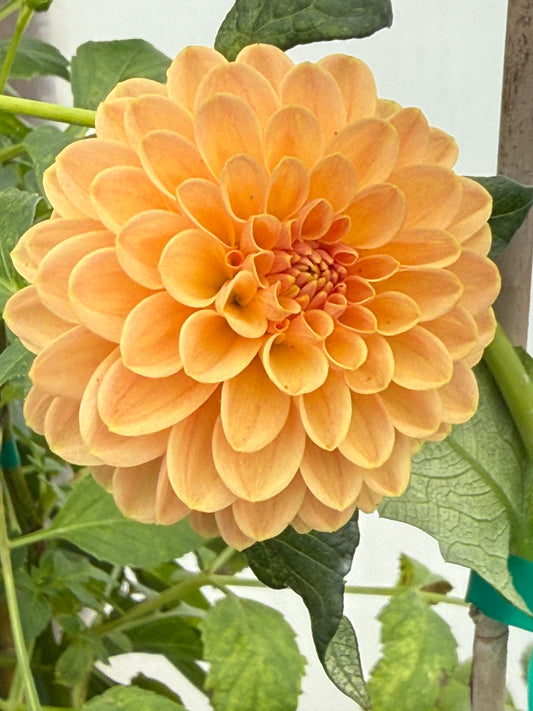 Verrone's Socrates Rooted Cuttings