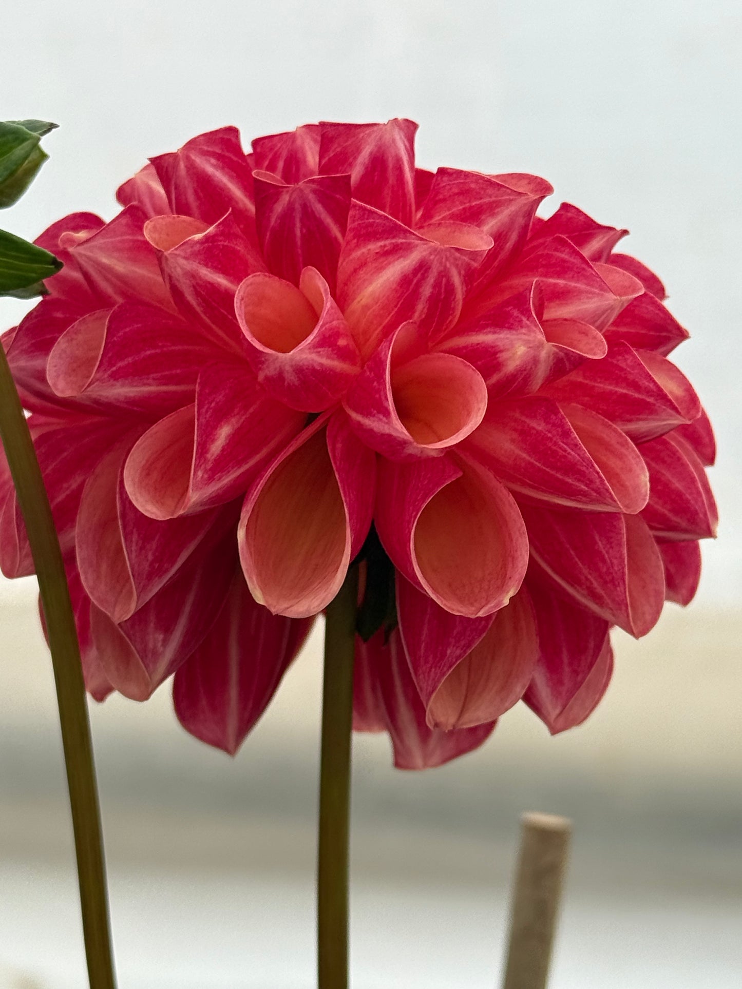 Burfoot Pasta Rooted Cuttings