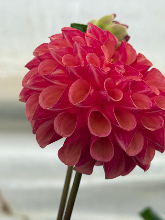 Burfoot Pasta Rooted Cuttings