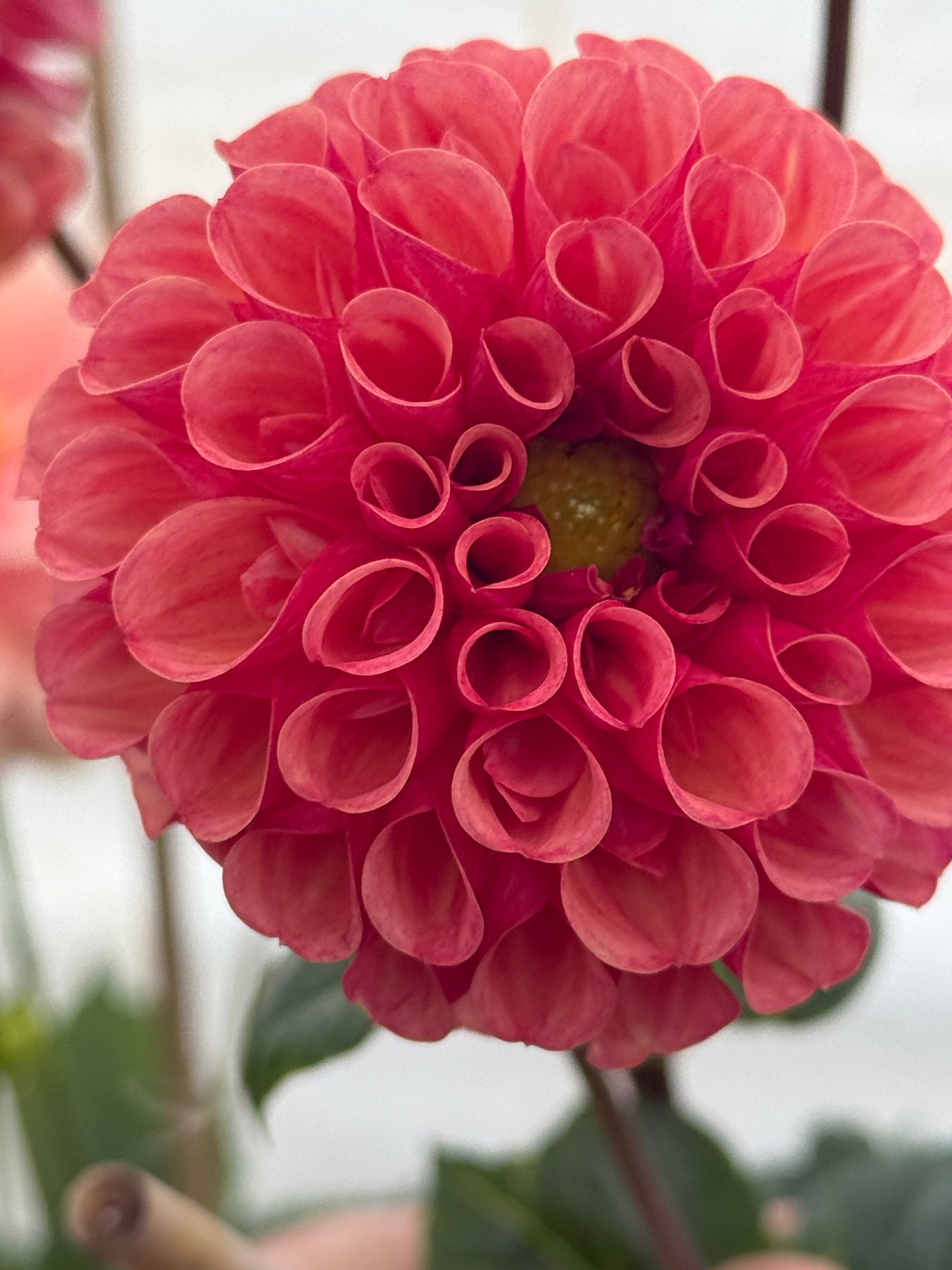 Burfoot Pasta Rooted Cuttings