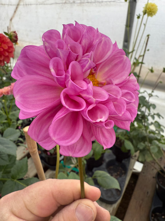 DL's Shy Violet Rooted Cuttings
