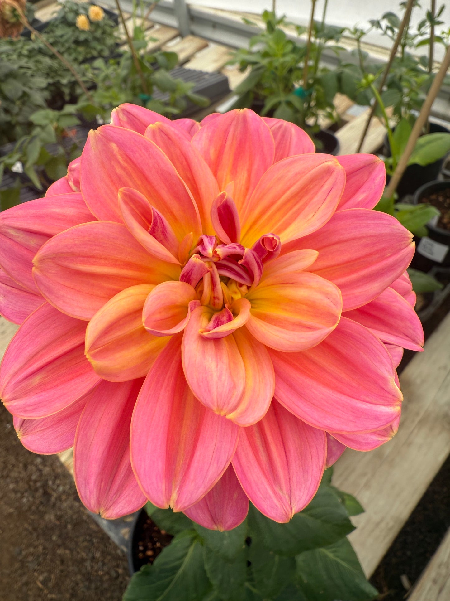 Bracken Aquarius Rooted Cutting