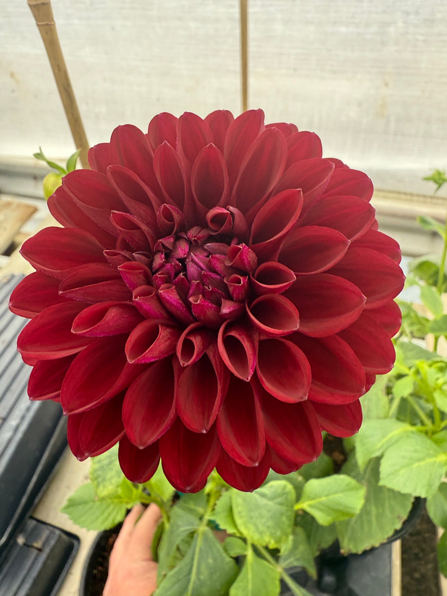 Barbarry Aloha Rooted Cuttings