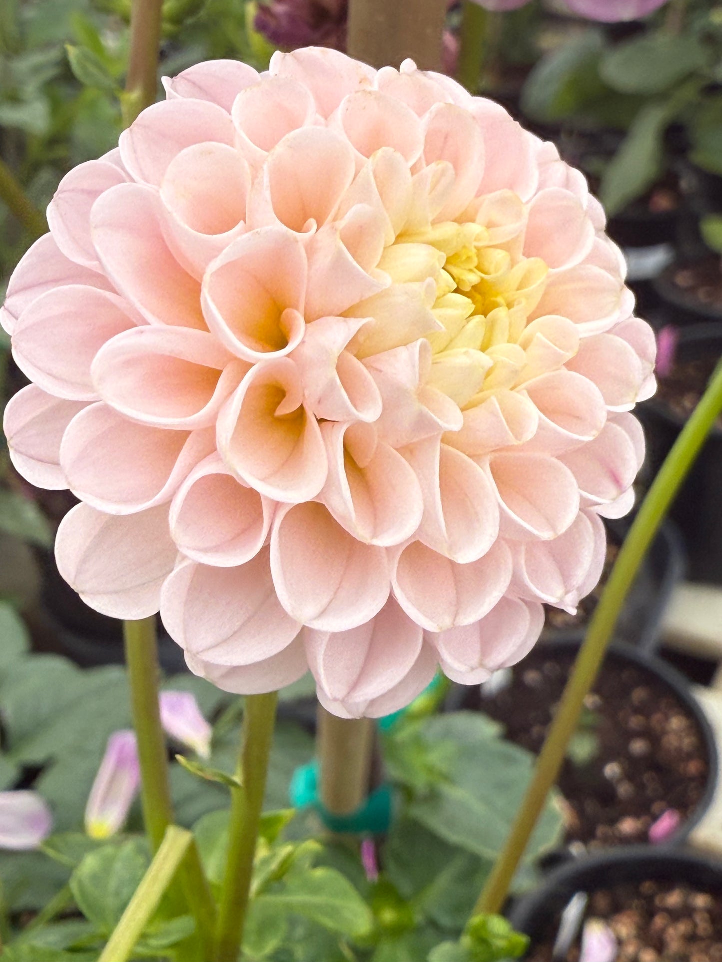 Hapet Barbie Rooted Cuttings