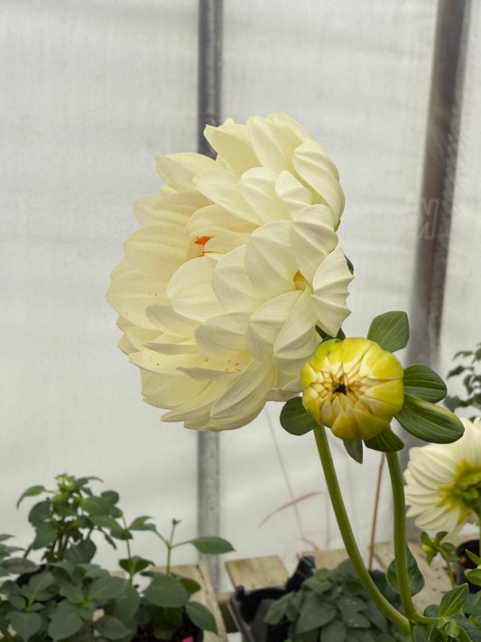 Hollyhill Creamy Rooted Cuttings Shipping Apr 1 - May 15