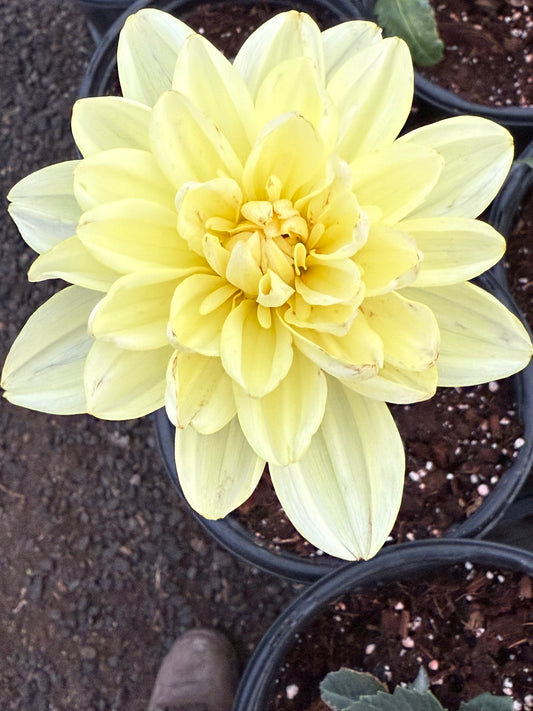 Sandia Luna Rooted Cutting Shipping Apr 1 - May 15