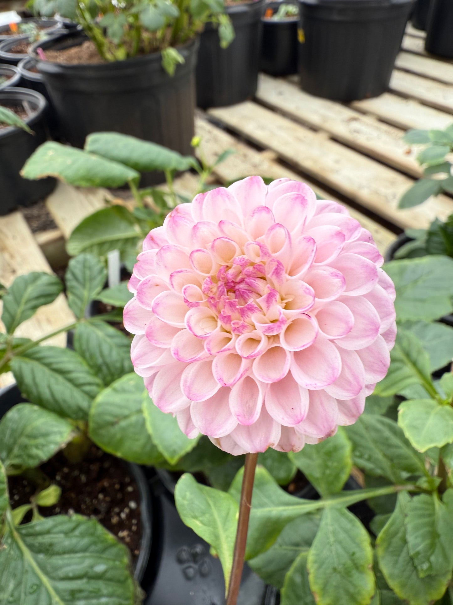 Hapet Micro Rooted Cuttins