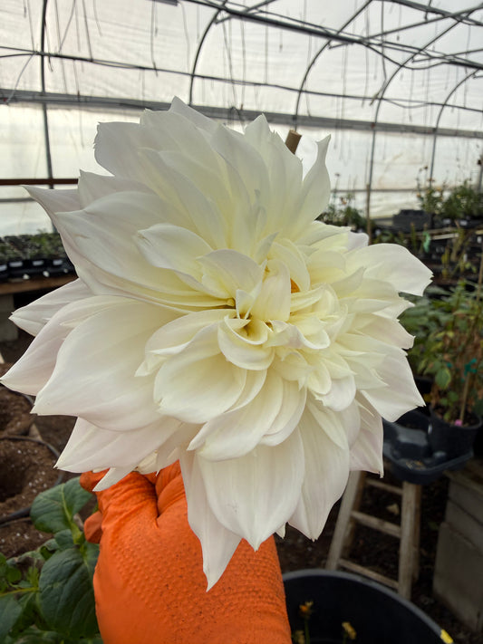 Hapet Cloud Rooted Cuttings Shipping Apr 1 - May 15