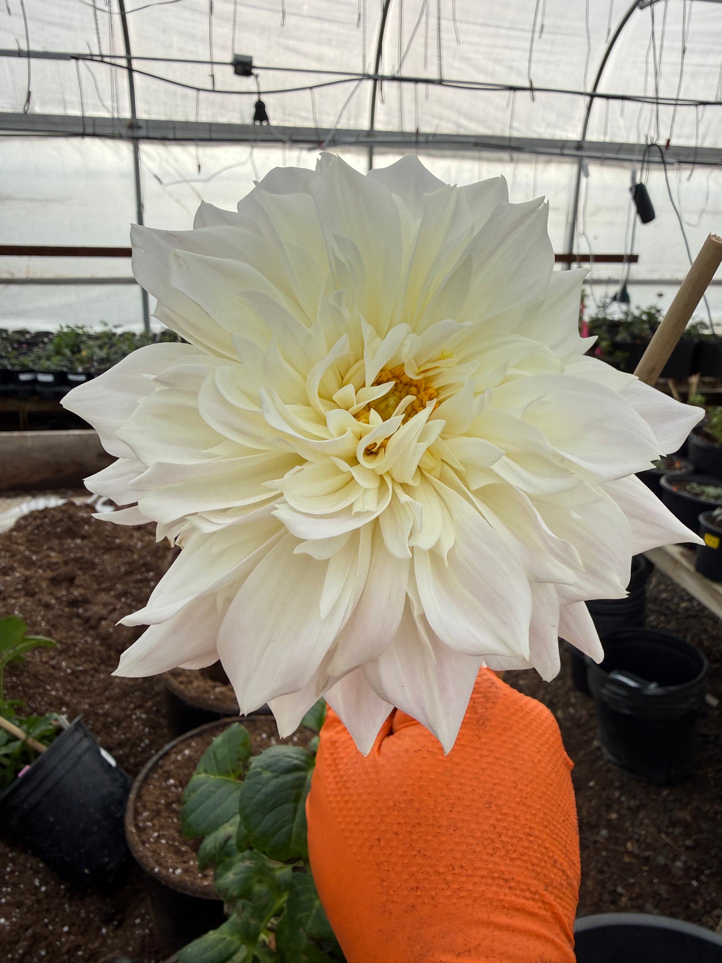 Hapet Cloud Rooted Cuttings Shipping Apr 1 - May 15