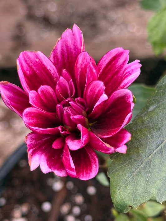 Aspasia Rooted Cuttings Shipping Apr 1 - May 15