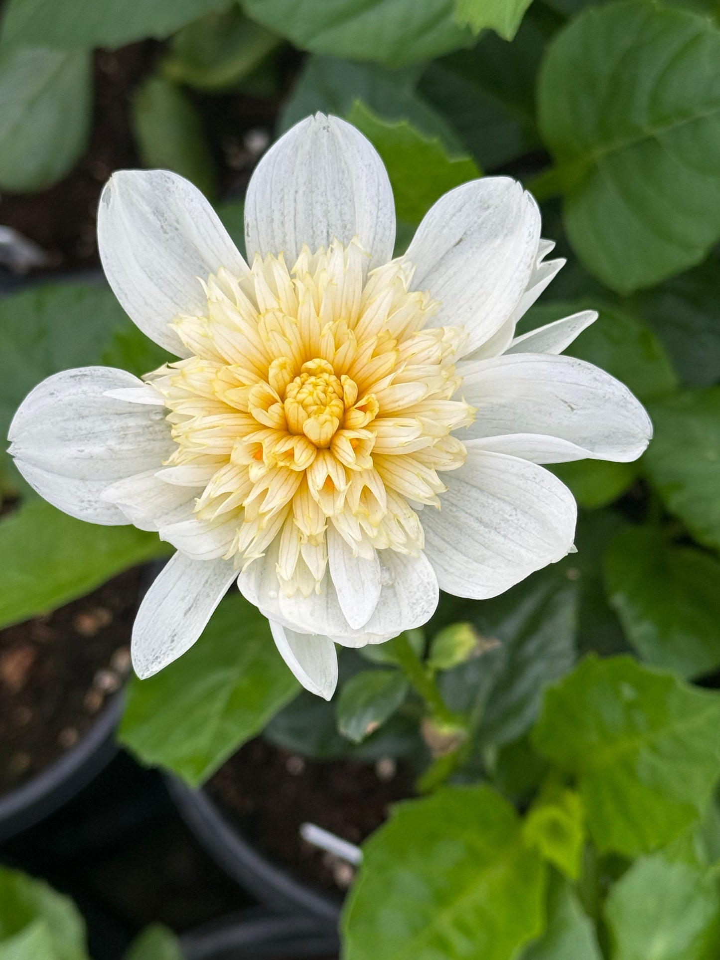 Lee's Popcorn Rooted Cuttings Shipping Apr 1 - May 15