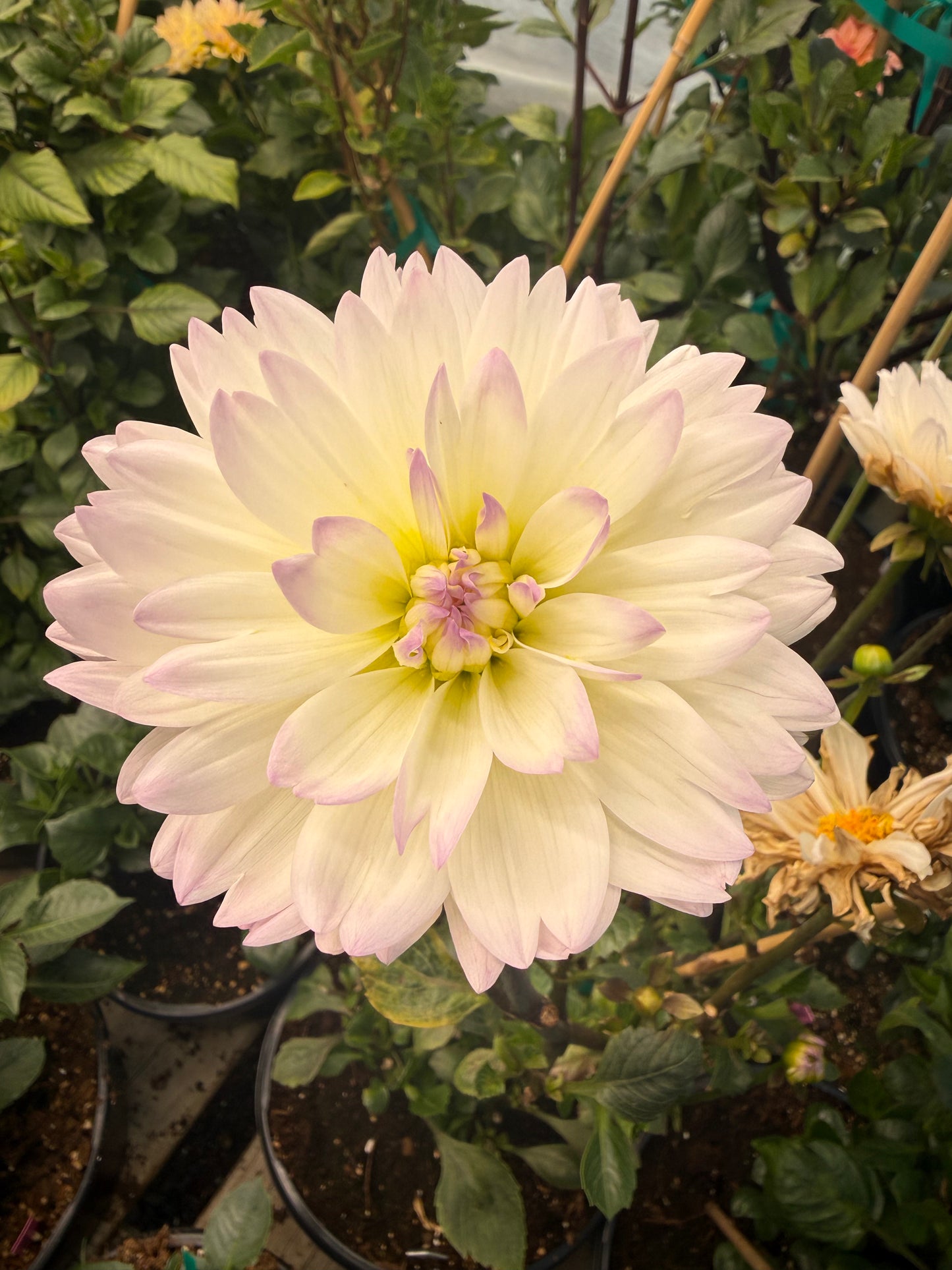 Henk's Ballerina Rooted Cuttings Shipping Apr 1 - May 15