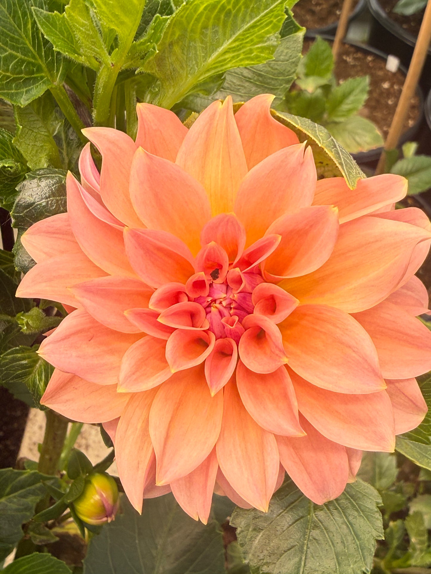 Bell's Momo Rooted Cuttings Shipping Apr 1 - May 15