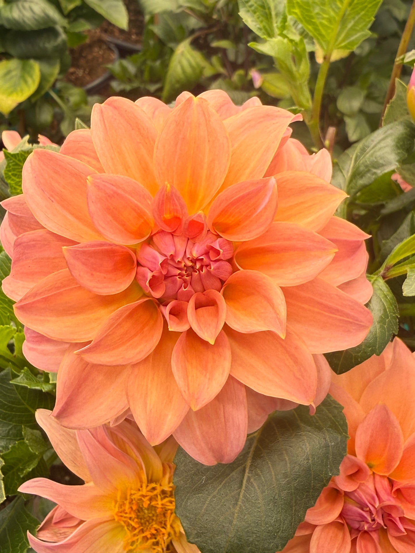 Bell's Momo Rooted Cuttings Shipping Apr 1 - May 15