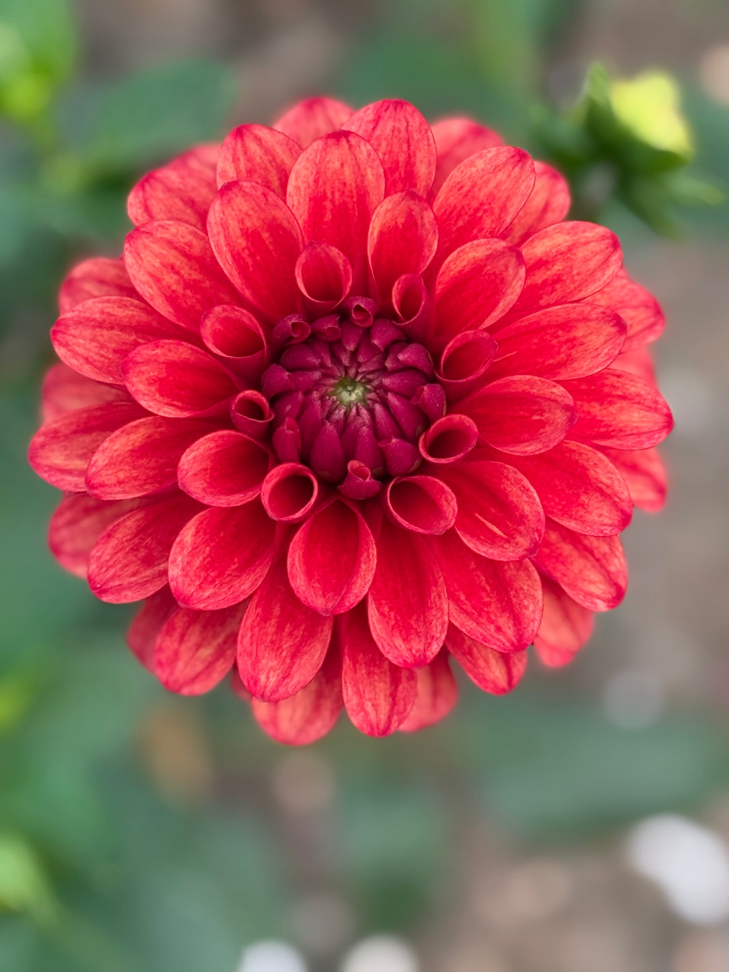 Lee's Ember Dahlia