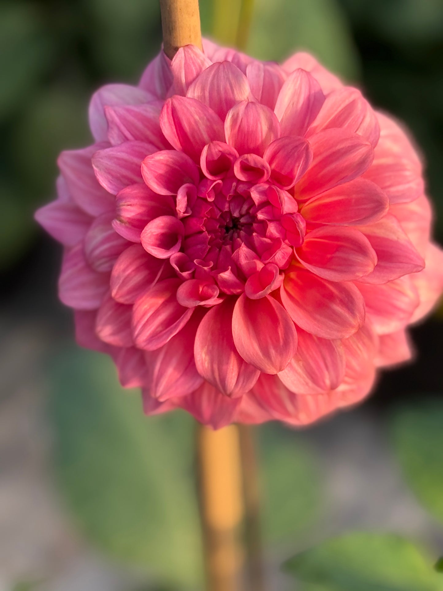 Levi's Dreamwalk Rooted Cuttings Shipping Apr 1 - May 15